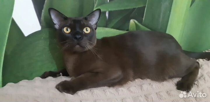 Вязка бурманский кот