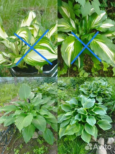 Хоста многолетник цветущий