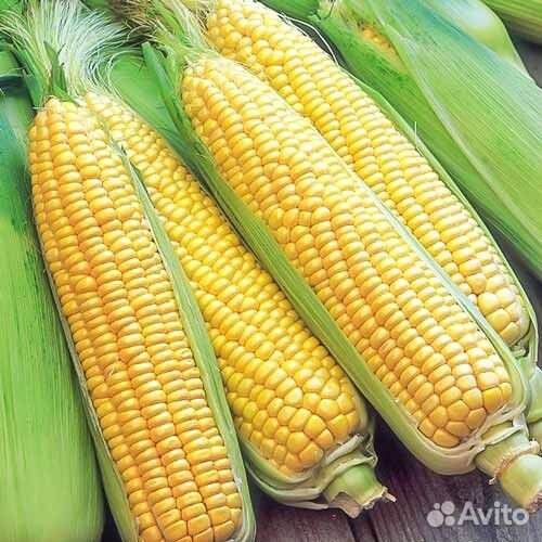 Сладкая кукуруза
