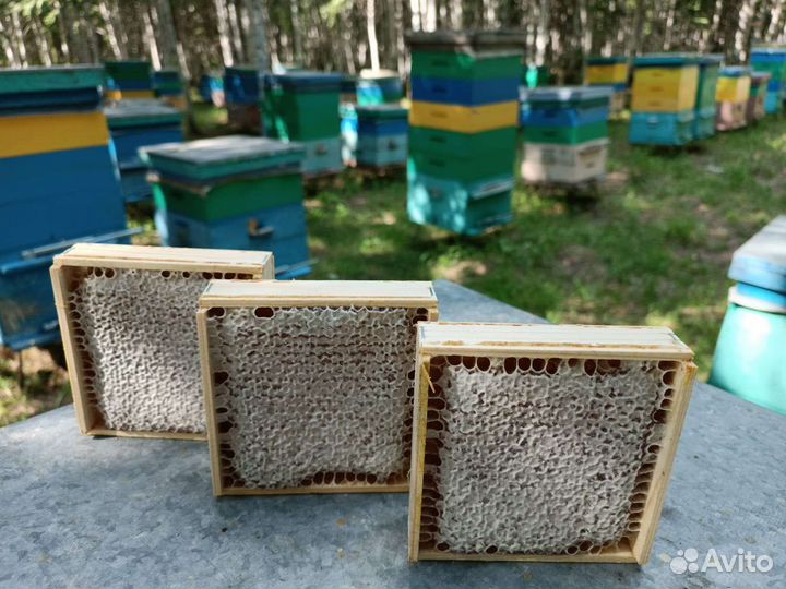 Гречишный мед