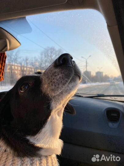 Вязка собак бесплатно