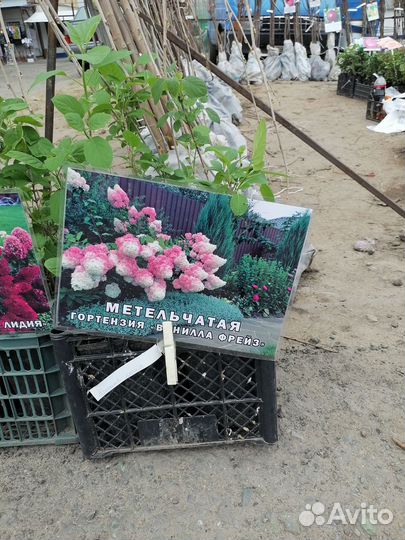 Гортензия метельчатая