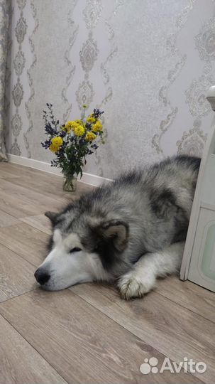 Аляскинский маламут вязка