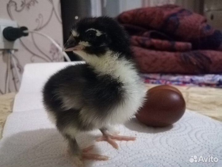 Куры Маран. Лакеданзи. Фавероль