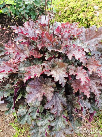 Хризантема, гейхера