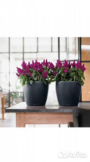 Кашпо с автополивом Lechuza Classico Color 21