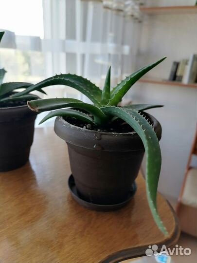 Алоэ вера растение