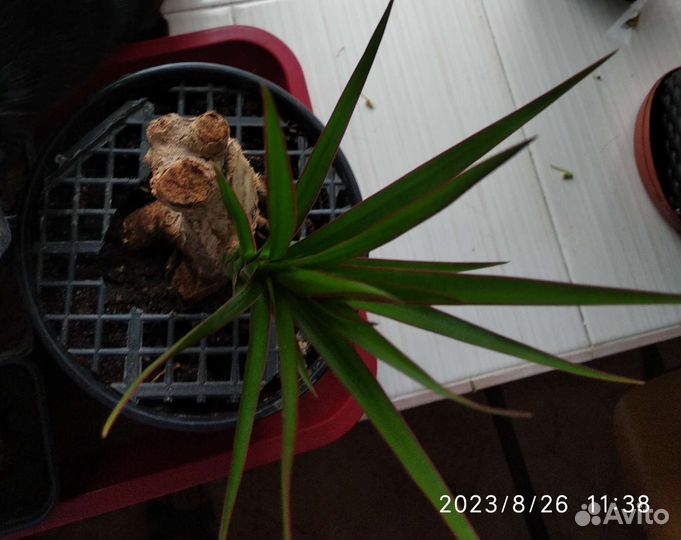 Пальма драцена