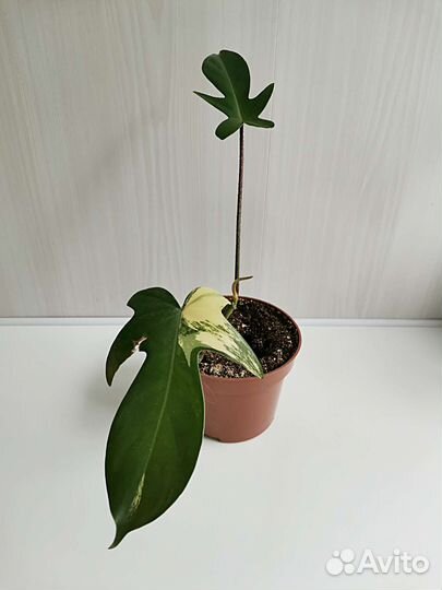 Монстера Филодендрон