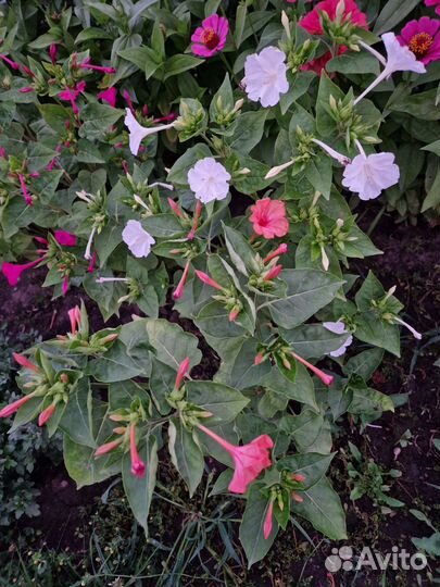 Мирабилис (ночная красавица) семена