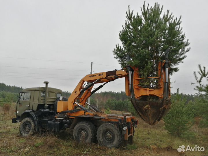 Пересадка деревьев