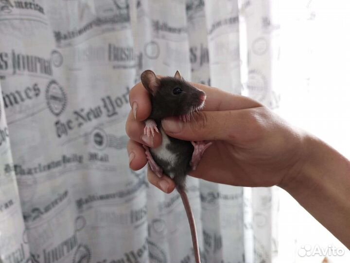 Крысята стандарт/дамбо