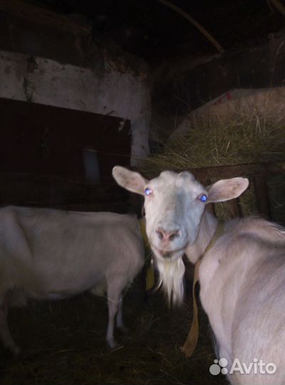 Козы дойные 6т козёл 12 т племенной доставка