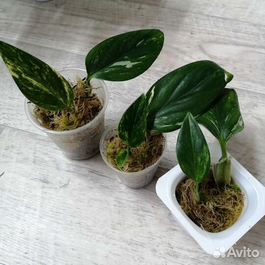 Комнатные растения, ароидные