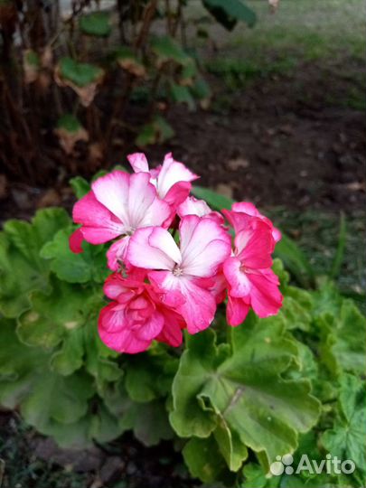 Пеларгония герань