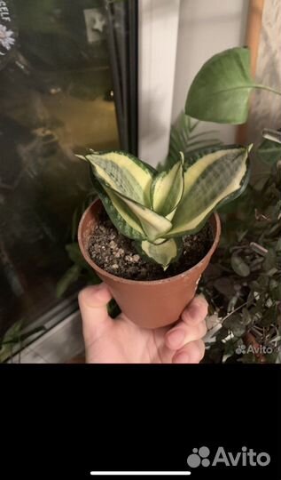 Сансевиерия голден ханни