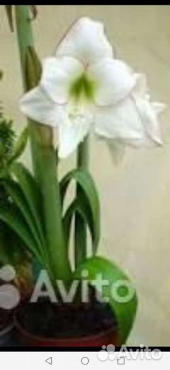 Гиппеаструм,амариллис луковицы