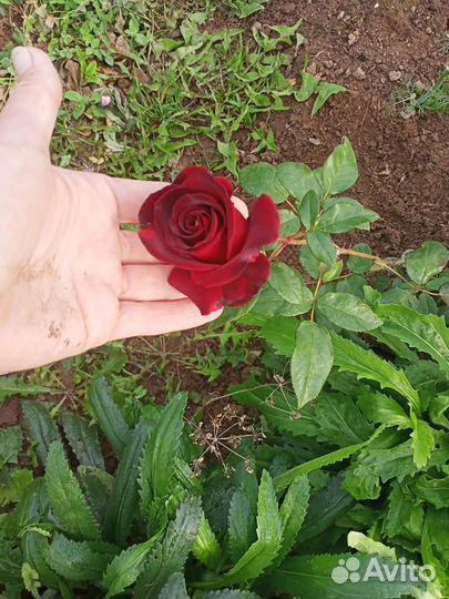 Розы плетистые, спреи, чайно гибридные