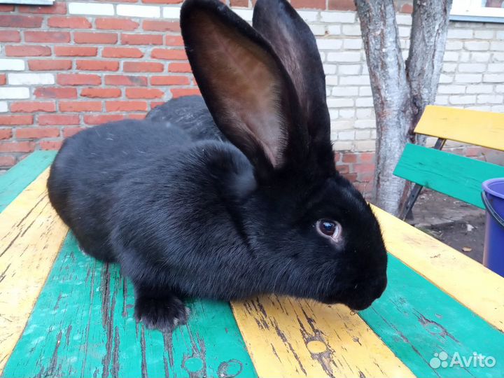 Продам молодняк на племя