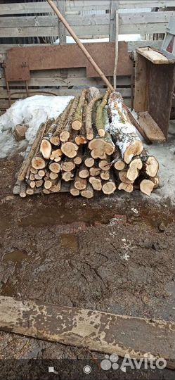 Стволы можжевельника