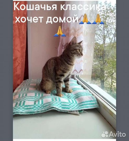 Молодая кошечка подросток 6мес