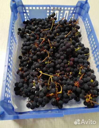 Виноград саженец