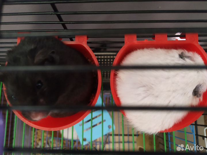 Сирийский хомяк