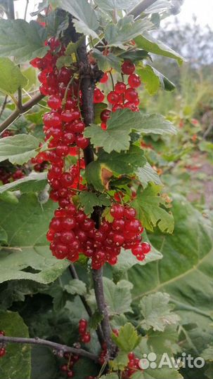 Красная и желтая смородина,яблоки чернянка,хрен