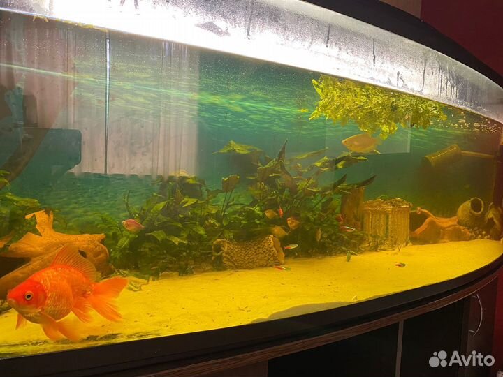 Аквариум с тумбой 350 литров