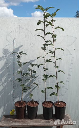 Рябина сортовая крупноплодная - саженцы зкс