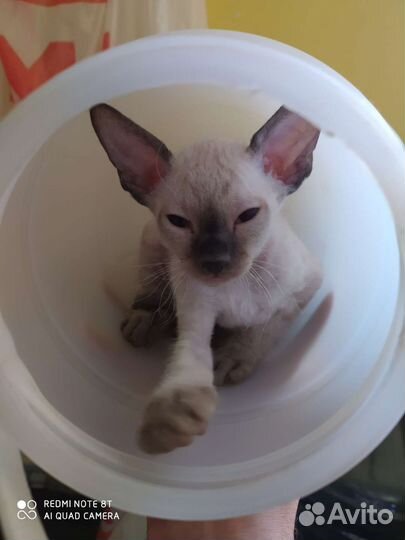 Котята сфинкс