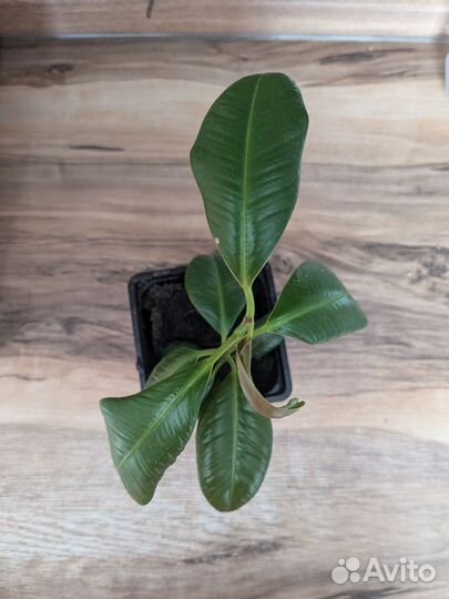 Фикус каучуконосный