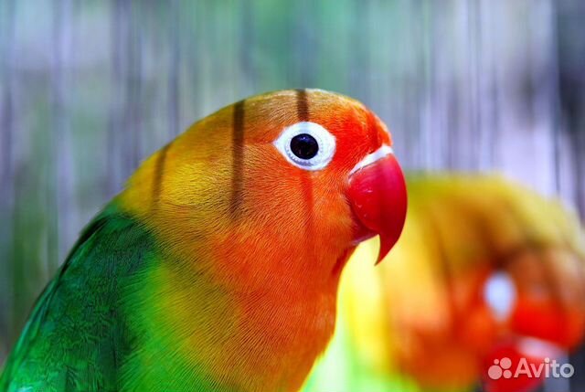 Попугайчики Фишера, птенцы