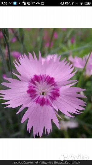 Гвоздика многолетняя игольчатая