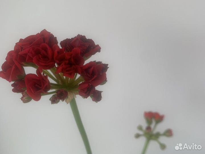 Пеларгония герань