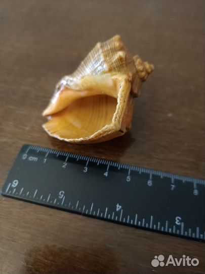 Рапаны, ракушки, створки моллюсков