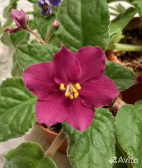 Фиалки цветущие в горшочках