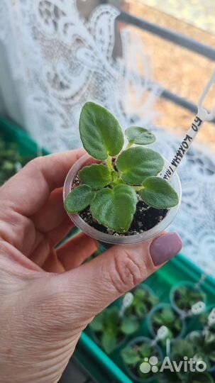 Детка сортовой фиалки 