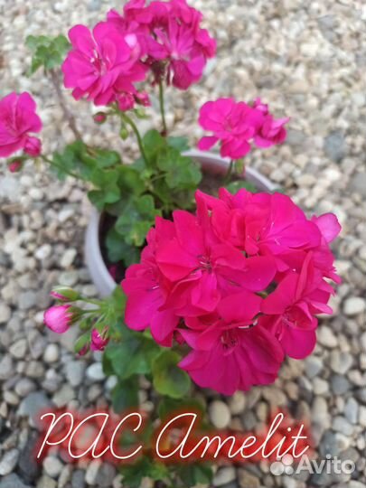 Герань пеларгония, цветущий подросток