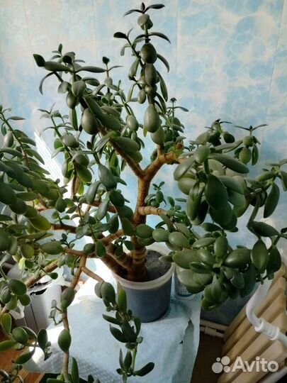 Толстянка. Денежное дерево