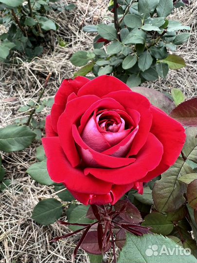 Лепестки красных роз