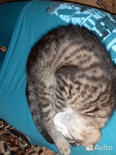 Отдам бесплатно кота в добрые руки.Рождён 15.05.23