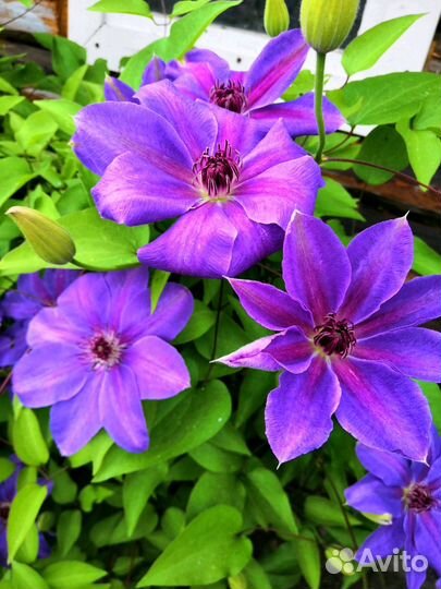 Клематис на весну 2024 2х и 3х летние