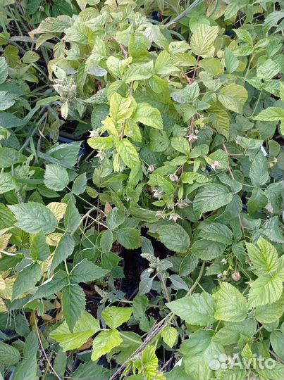 Рассада малины