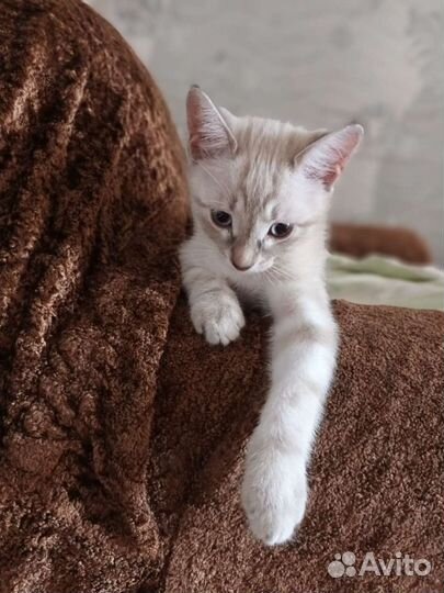 Кошка в дар