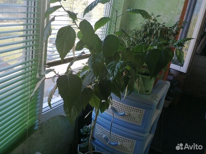 Фикус микрокарпа, отростки