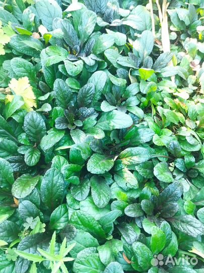 Живучка ползучая