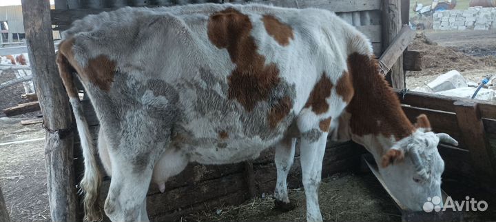 С/х животные коровы