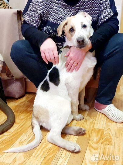 Собака в самые добрые руки