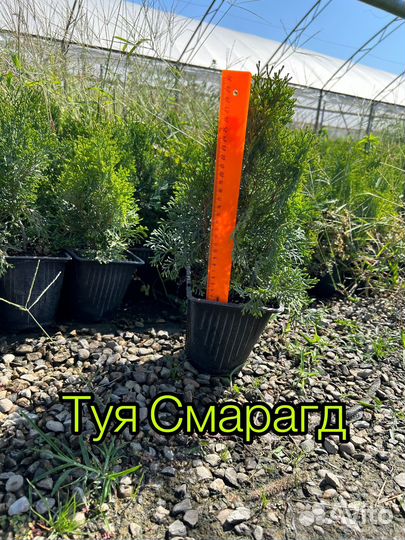 Ассортимент Туй и можжевельников